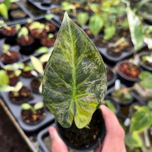 Alocasia Regal Shields variegated