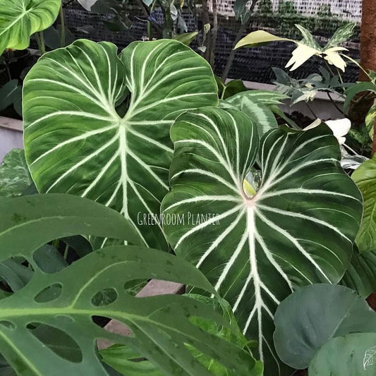 Philodendron Gloriosum White Veins - Pink Back