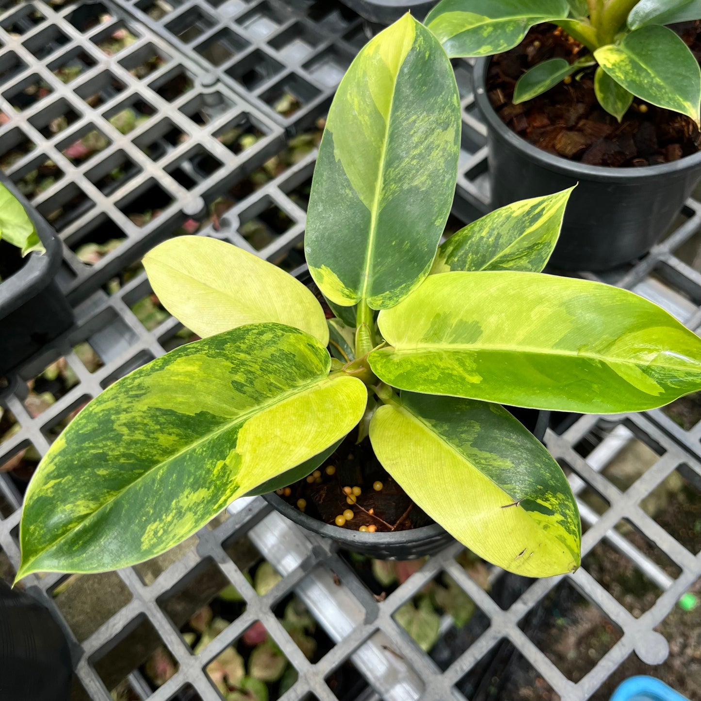 Philodendron Melinonii variegated aurea