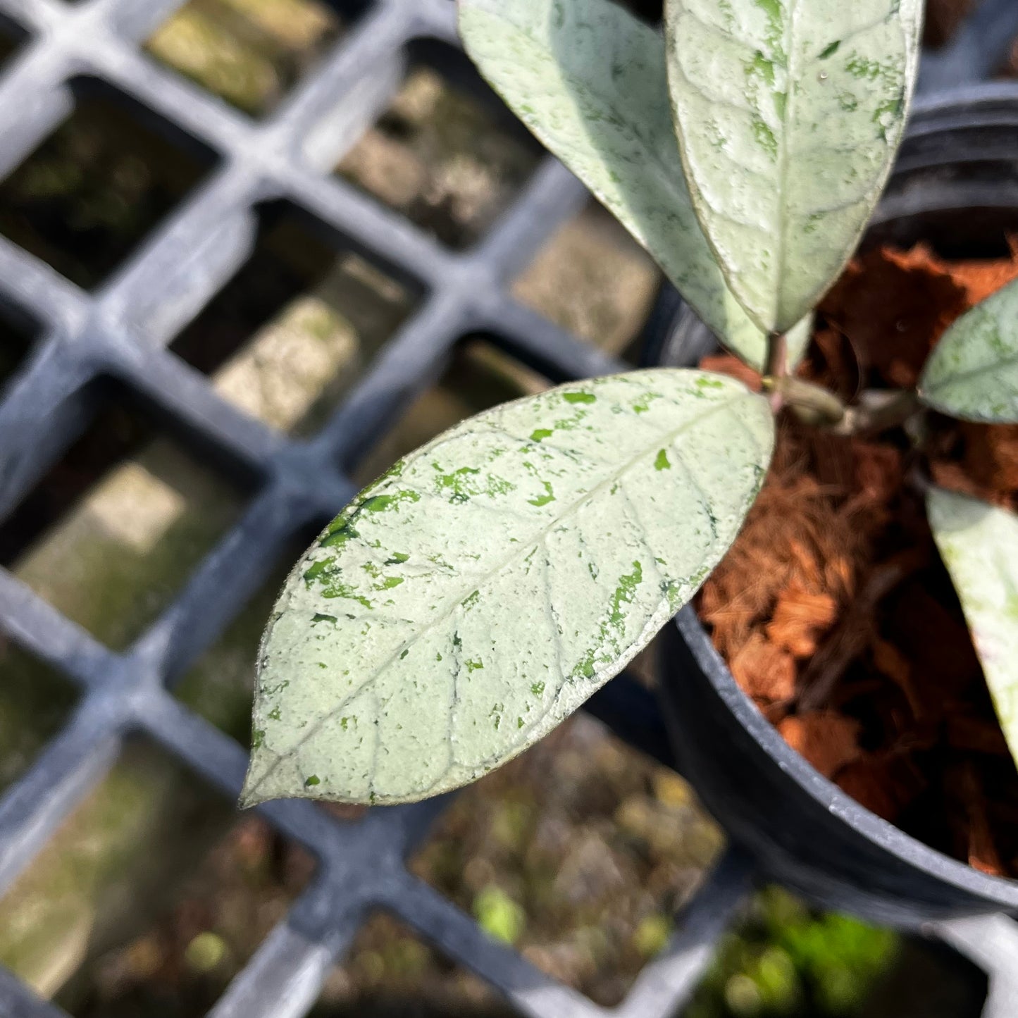 Hoya Ganung Gading silver