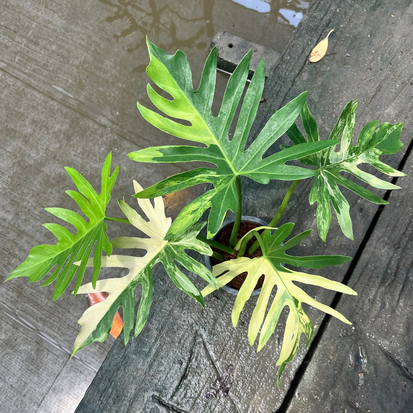 Philodendron Radiatum variegated