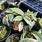 Ficus SPP. Variegated - Exotic - Climber