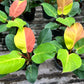 Philodendron Yellow Flame 10x