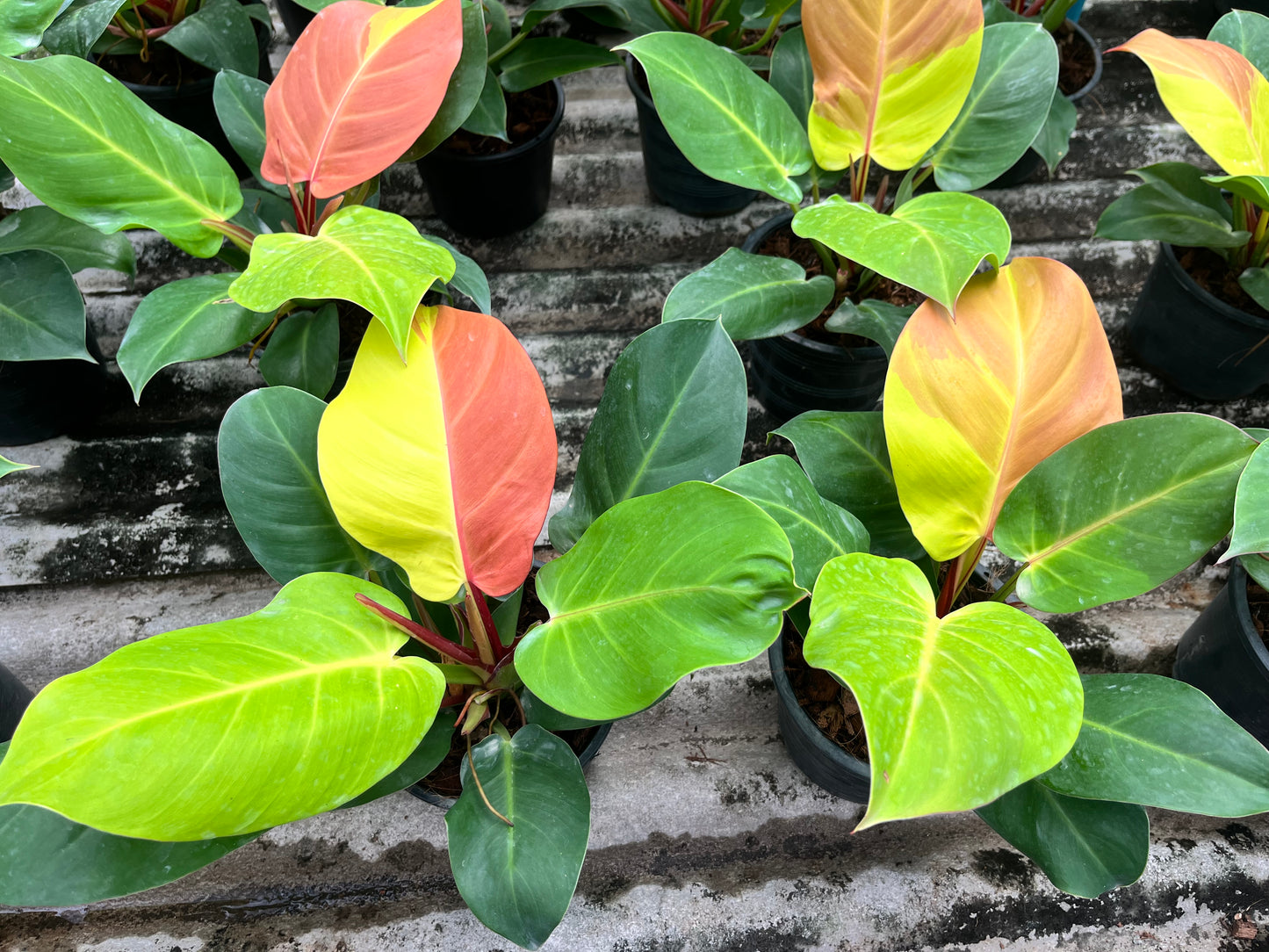 Philodendron Yellow Flame 10x