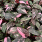Philodendron Pink Marble Galaxy 10x