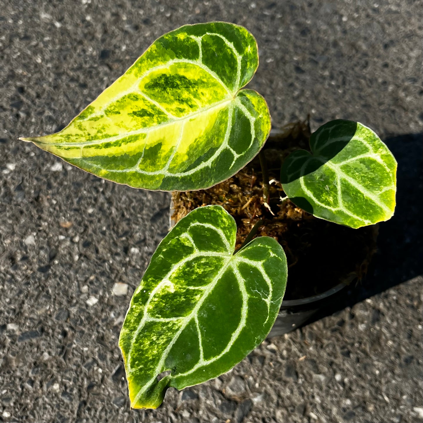 Anthurium Crystallinum variegated