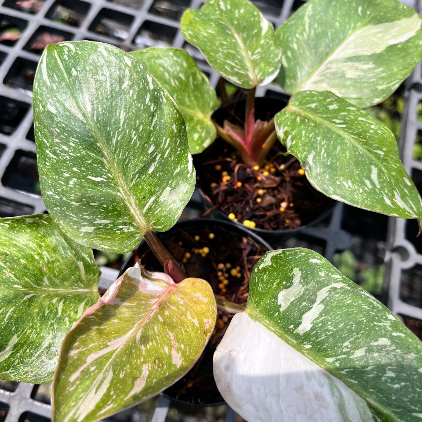 Philodendron White Knight marble variegated