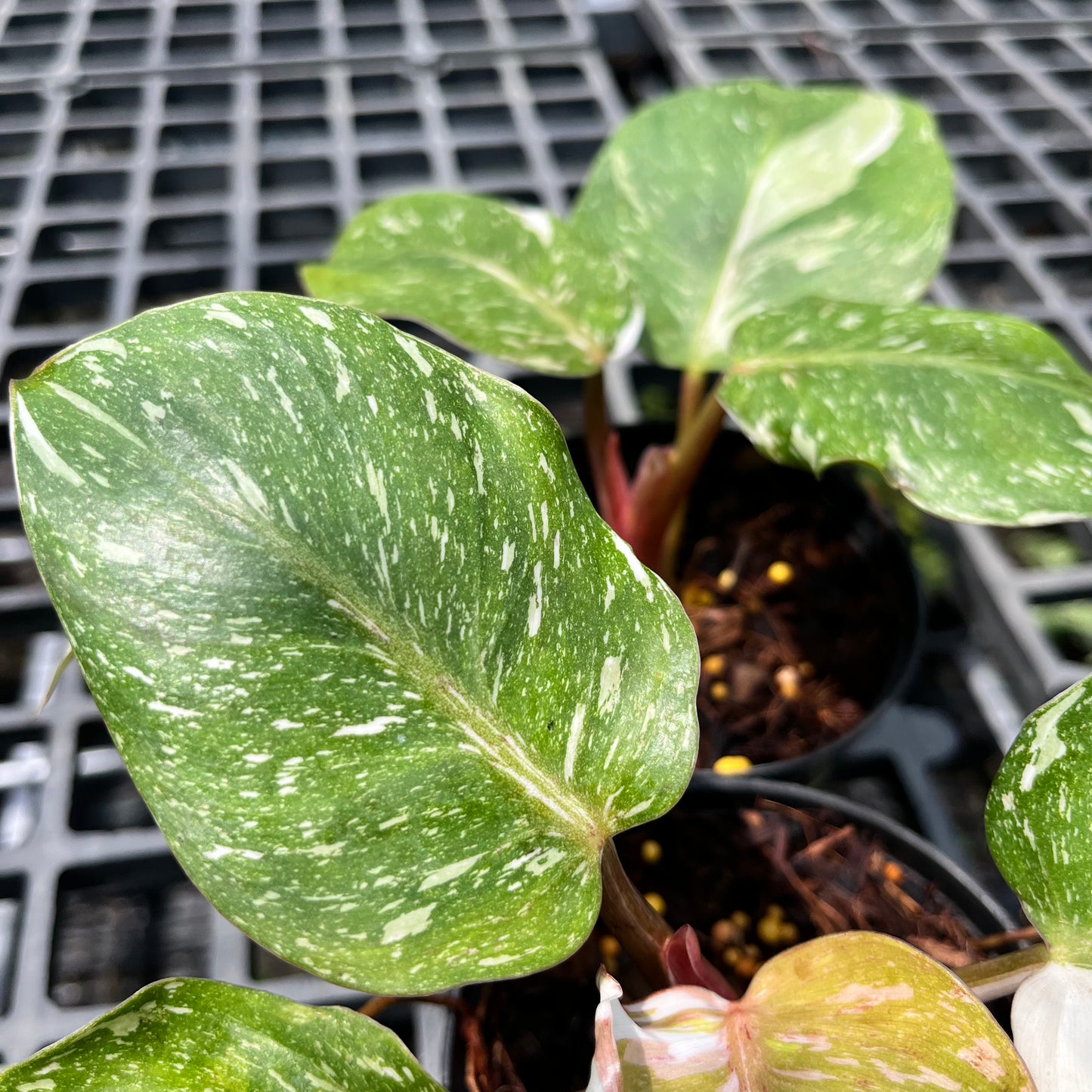 Philodendron White Knight marble variegated