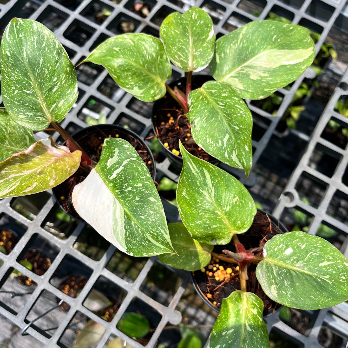 Philodendron White Knight marble variegated