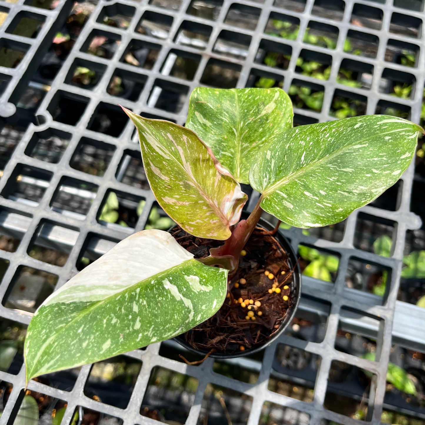 Philodendron White Knight marble variegated