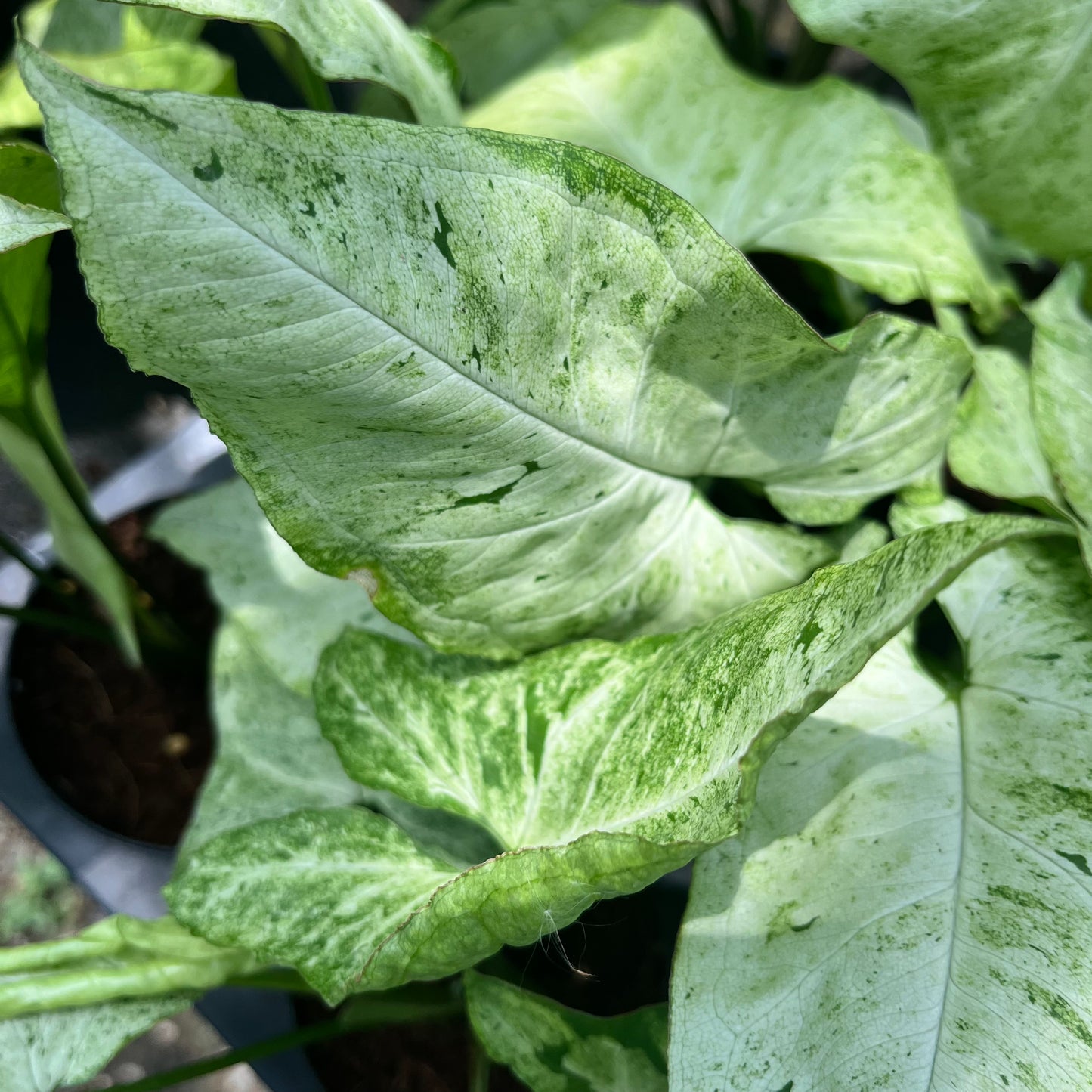 Syngonium Freckles Bulk Sale (10 plants)