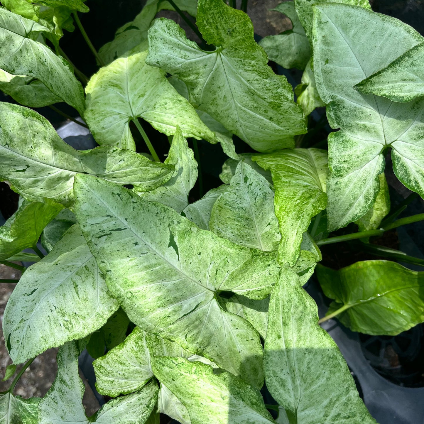 Syngonium Freckles Bulk Sale (10 plants)