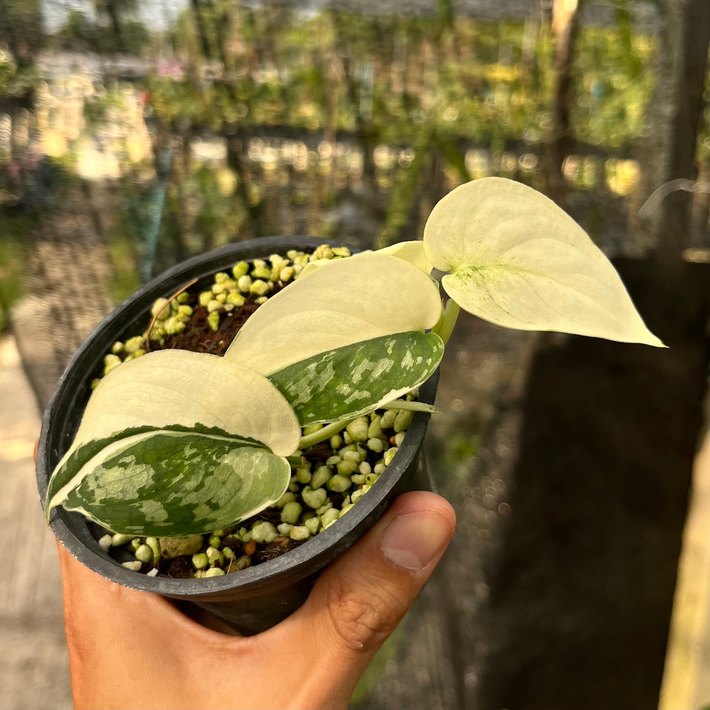 Scindapsus Mayari variegated Bulk Sale (10 plants)