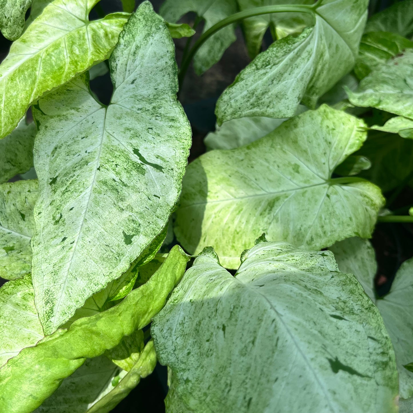 Syngonium Freckles Bulk Sale (10 plants)