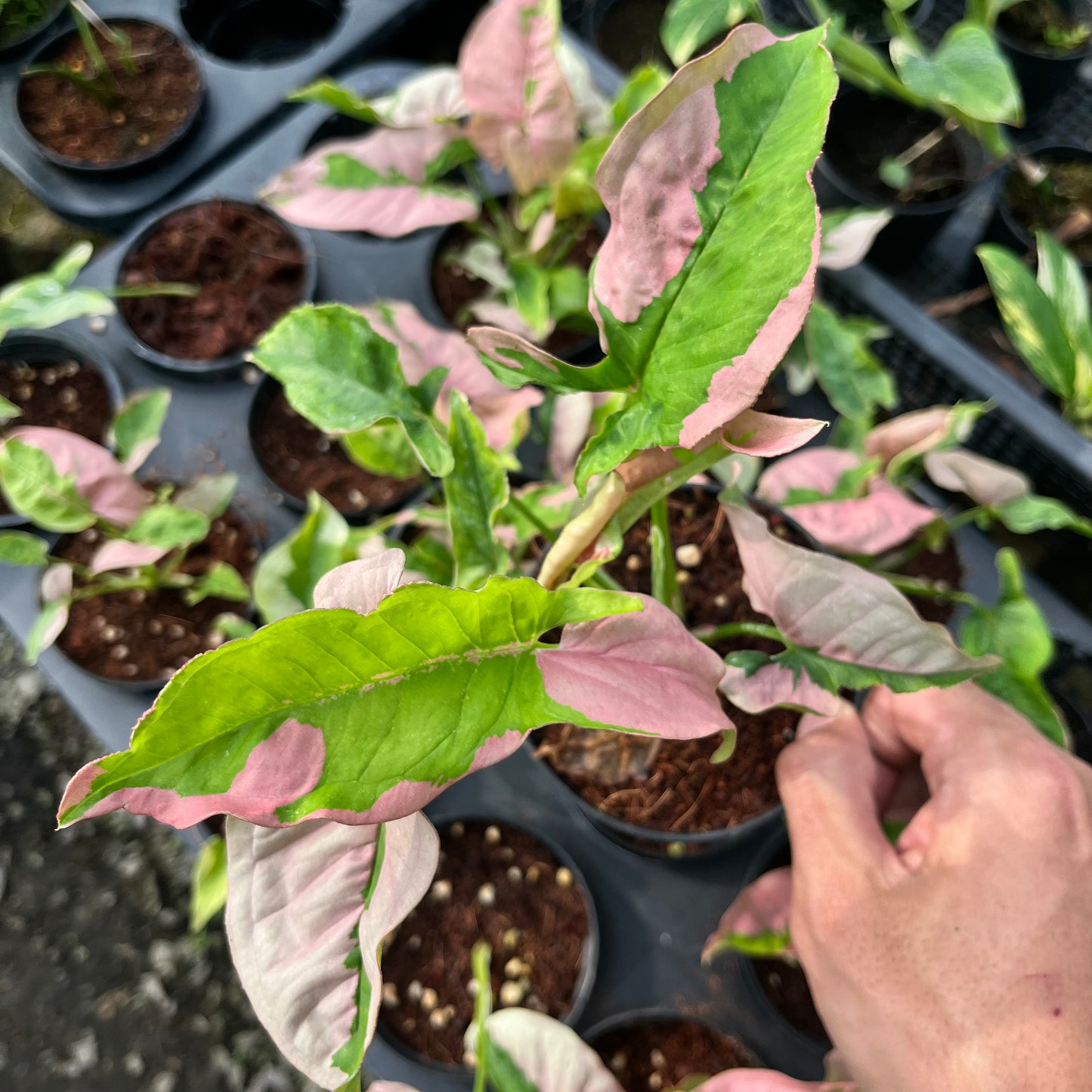 Syngonium Pink Beauty Bulk Sale (10 plants)