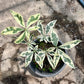 Money Tree Variegated - Grafted Plant - Exotic
