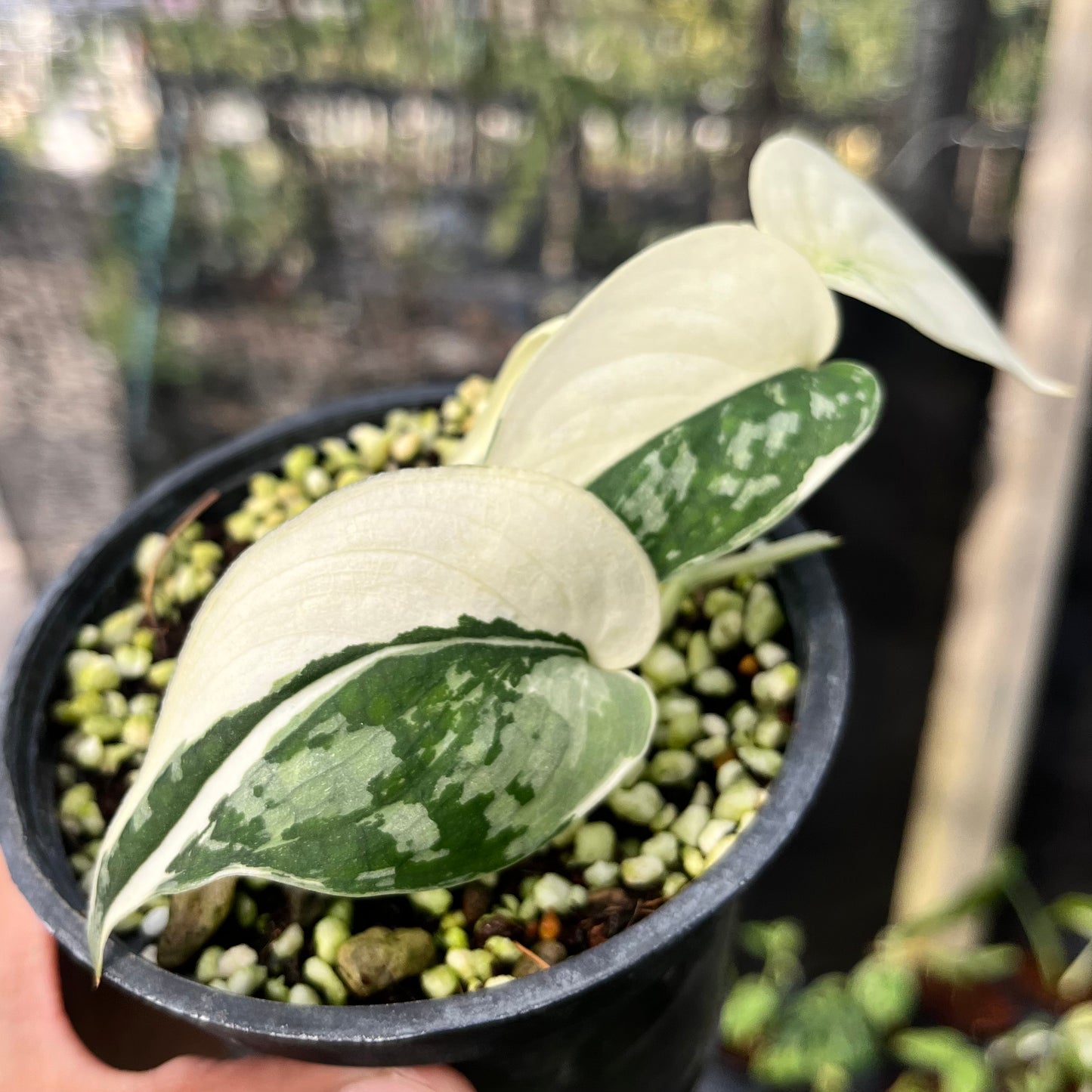 Scindapsus Mayari variegated Bulk Sale (10 plants)