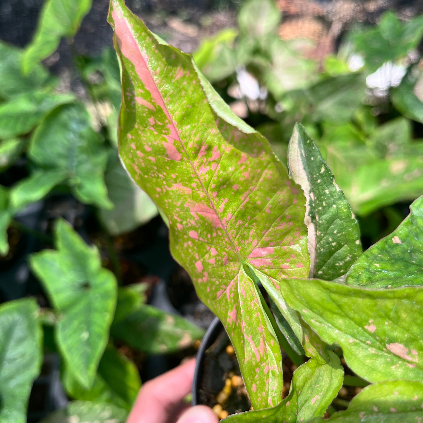 Syngonium Pink Splash Allusion