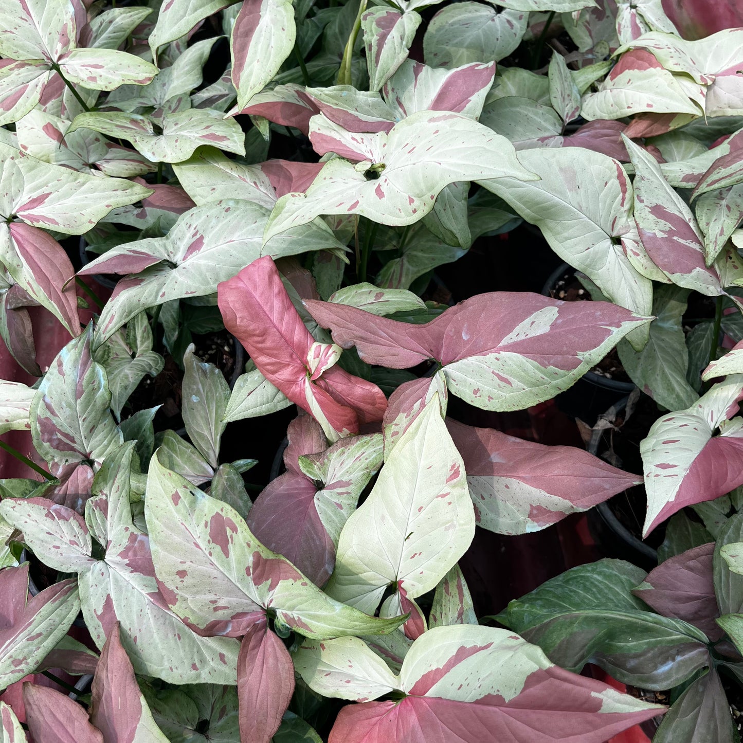 Syngonium Pink Salmon Bulk Sale (10 plants)