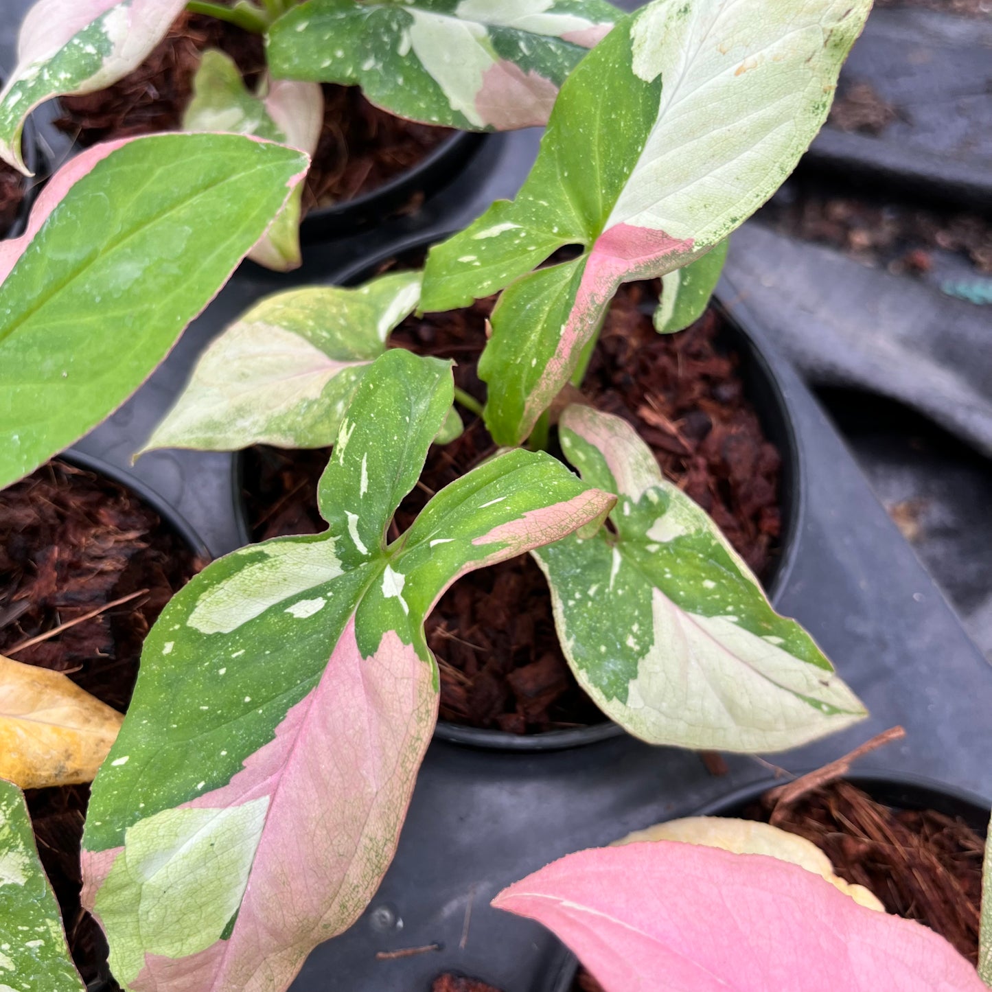 Syngonium Redspot Tricolor