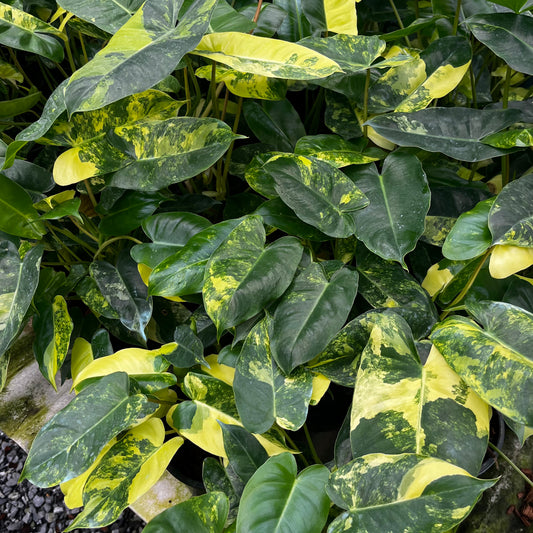 Philodendron Burle Marxii Variegated