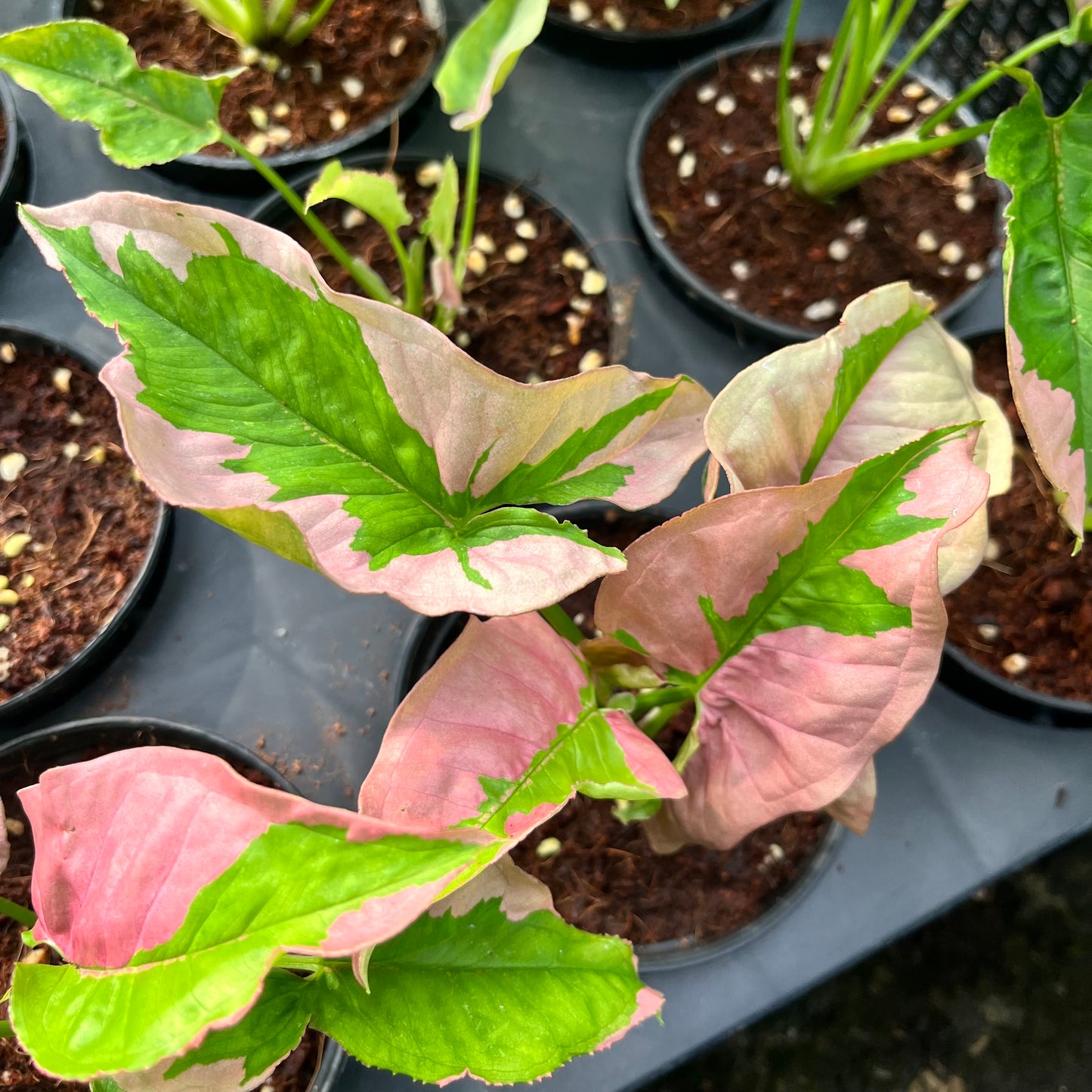 Syngonium Pink Beauty Bulk Sale (10 plants)