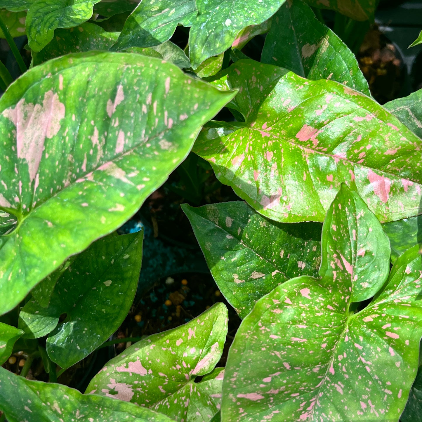 Syngonium Pink Splash Allusion