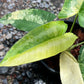 Schismatoglottis Wallichii Variegated