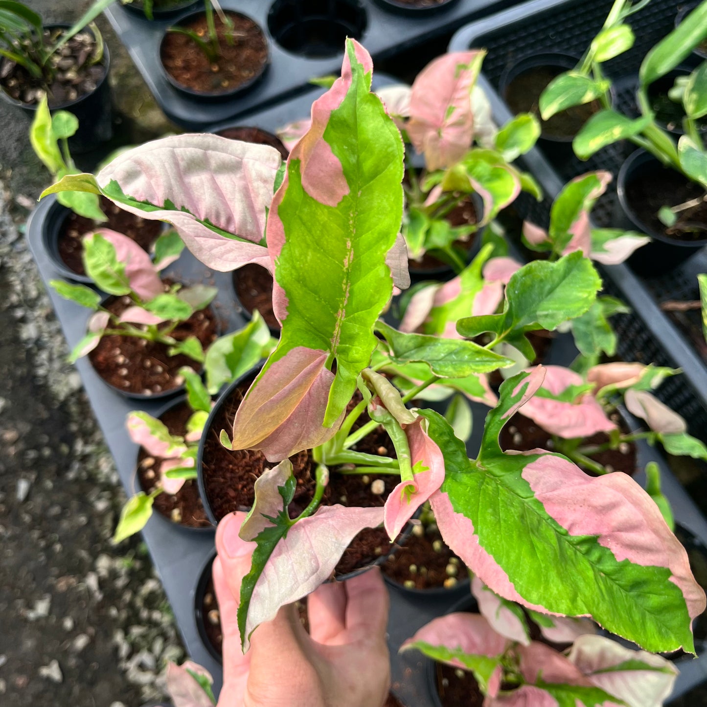 Syngonium Pink Beauty Bulk Sale (10 plants)