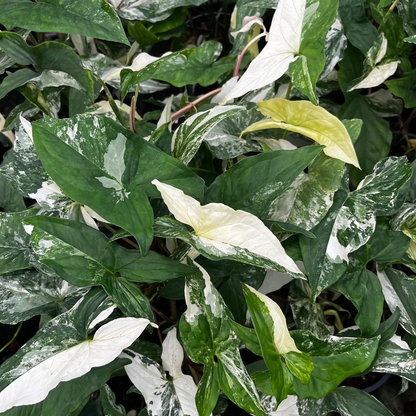 Syngonium Podophyllum Albo