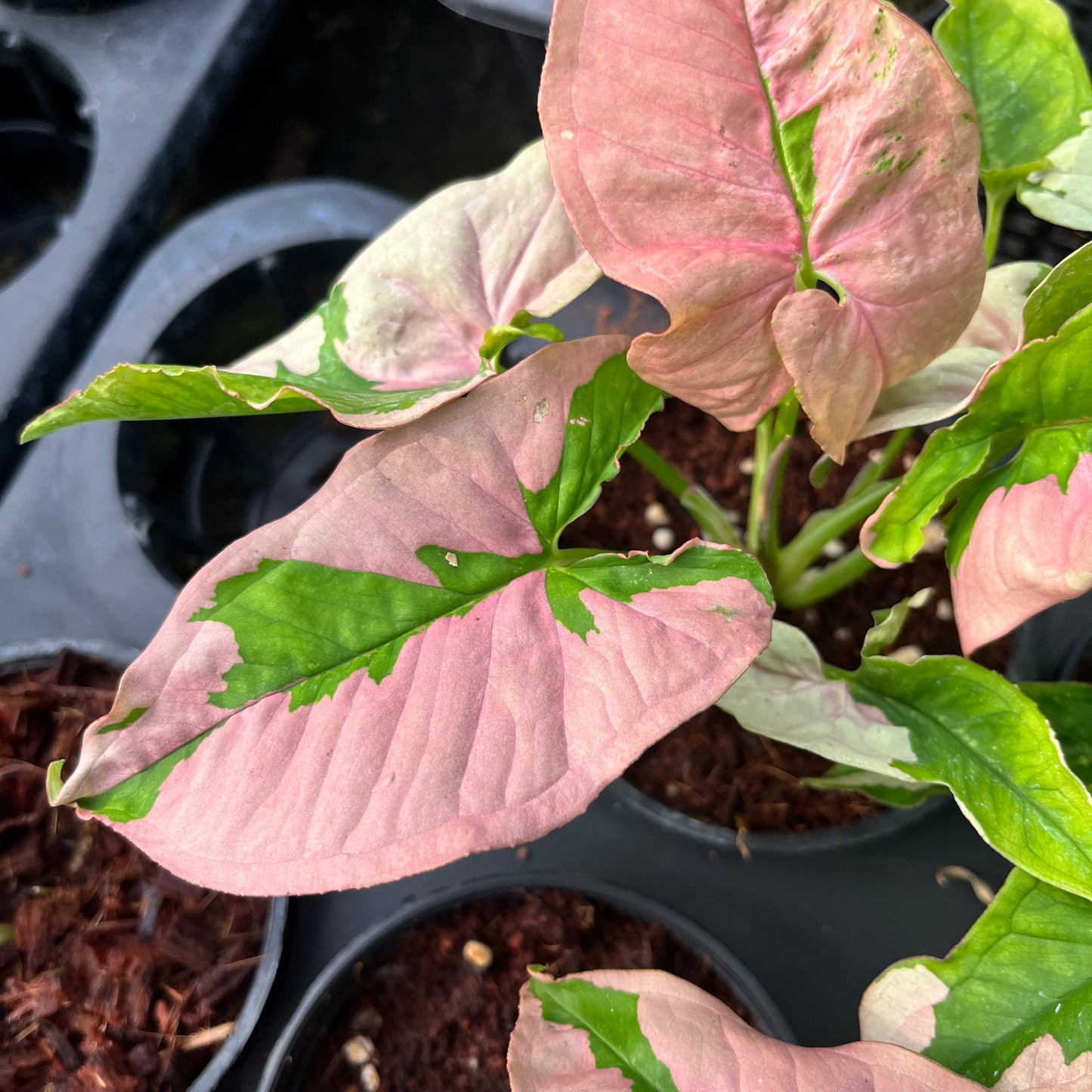 Syngonium Pink Beauty Bulk Sale (10 plants)