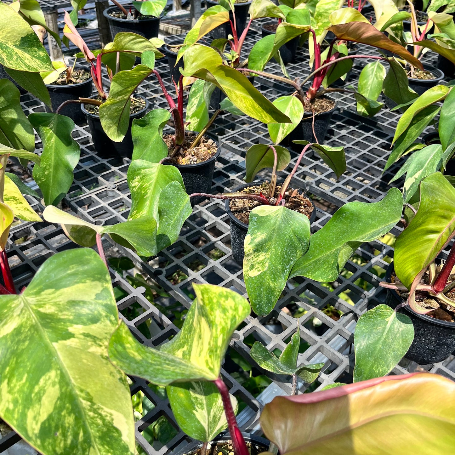 Philodendron Red Emerald Variegated - Strawberry Shake Variegated - Beautiful Rooted Plant