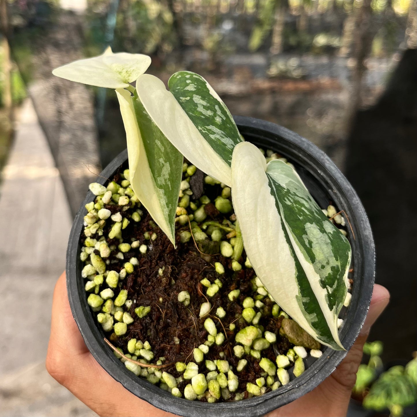 Scindapsus Mayari variegated Bulk Sale (10 plants)