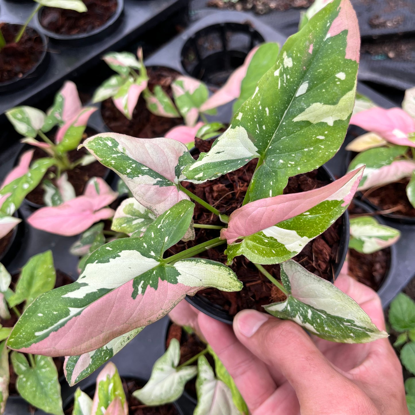 Syngonium Redspot Tricolor