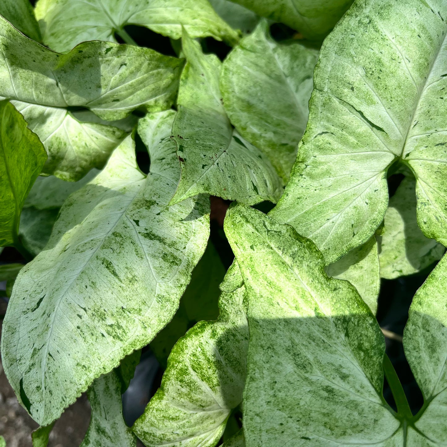 Syngonium Freckles Bulk Sale (10 plants)