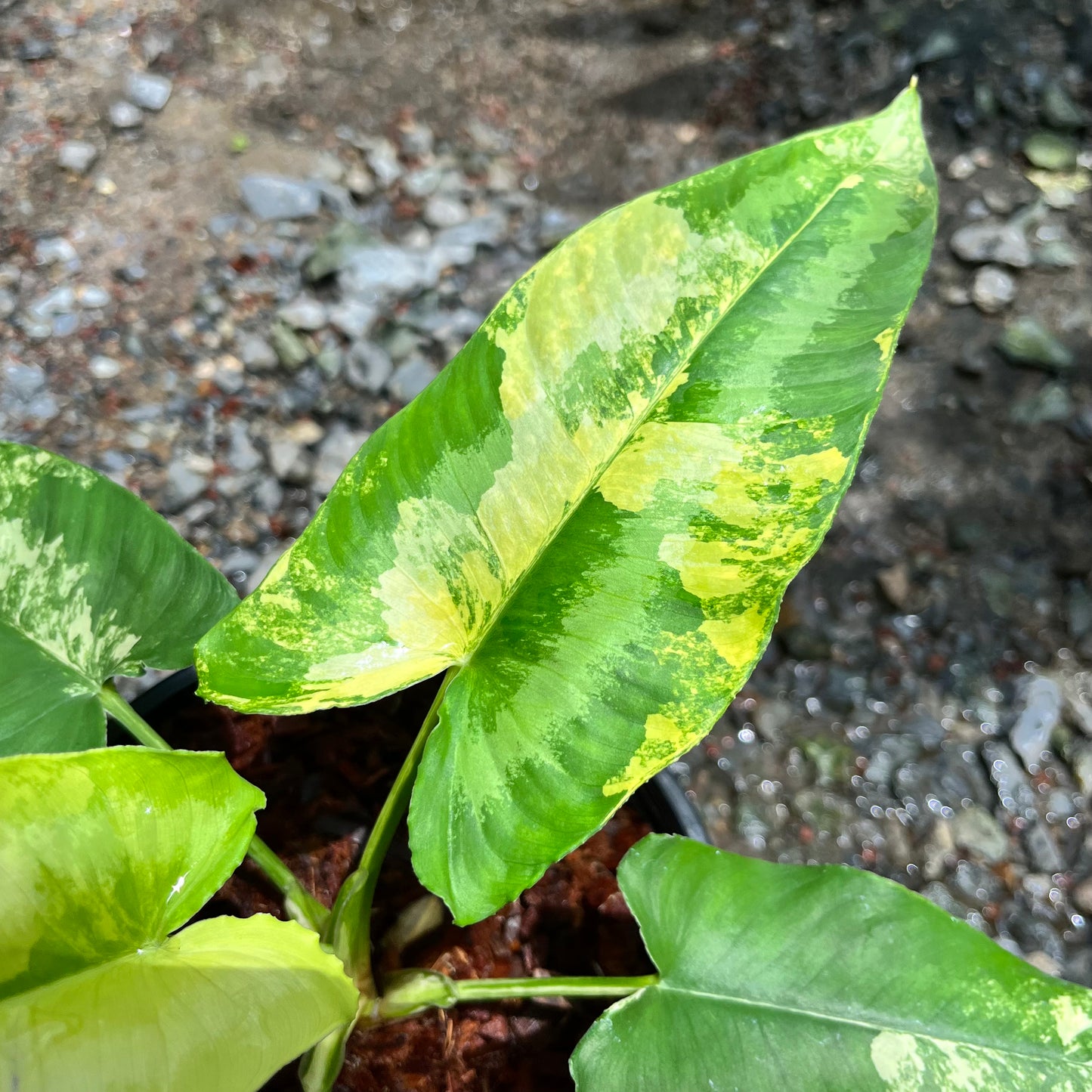 Schismatoglottis Wallichii Variegated