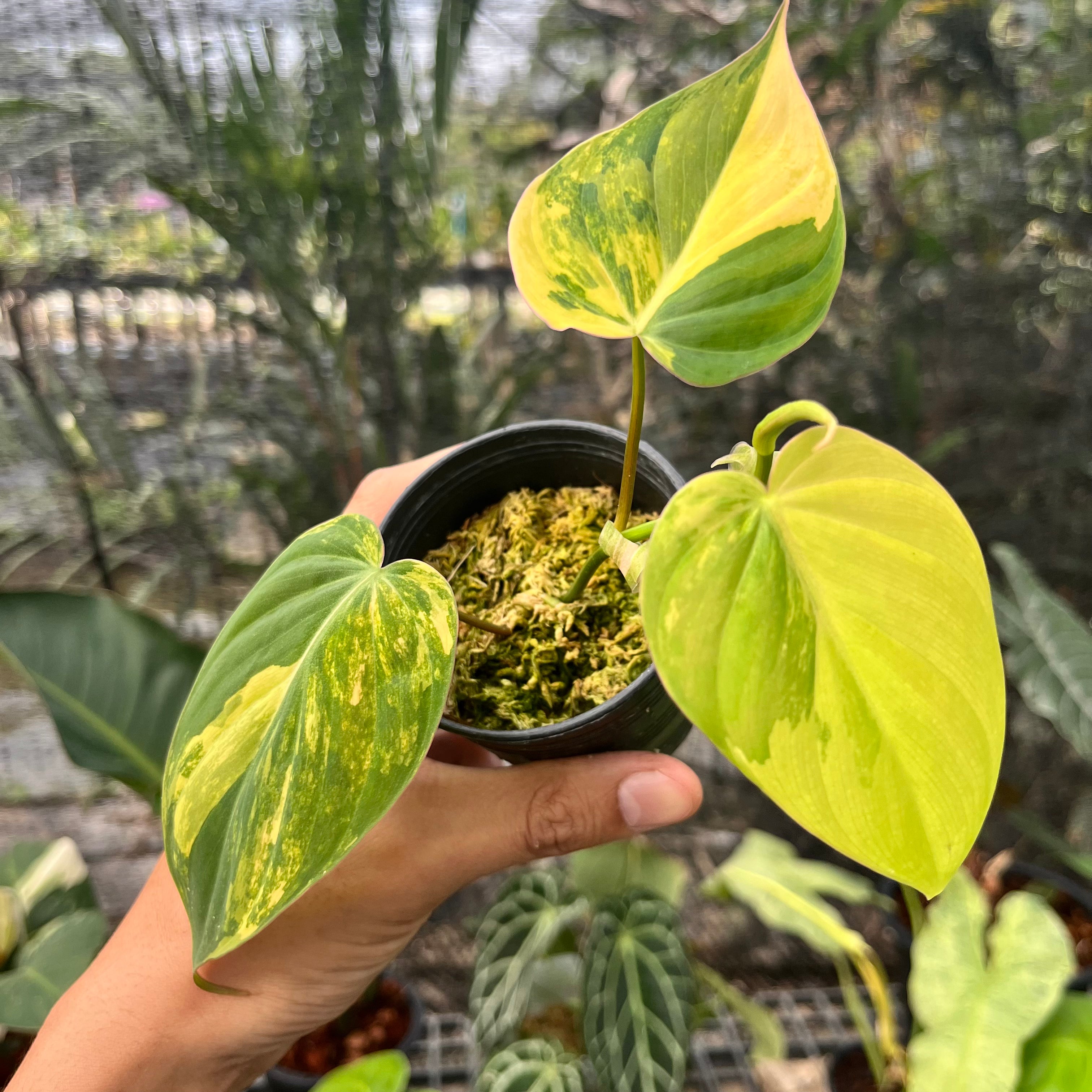 Philodendron Micans Variegated Aurea – greenroomplanter