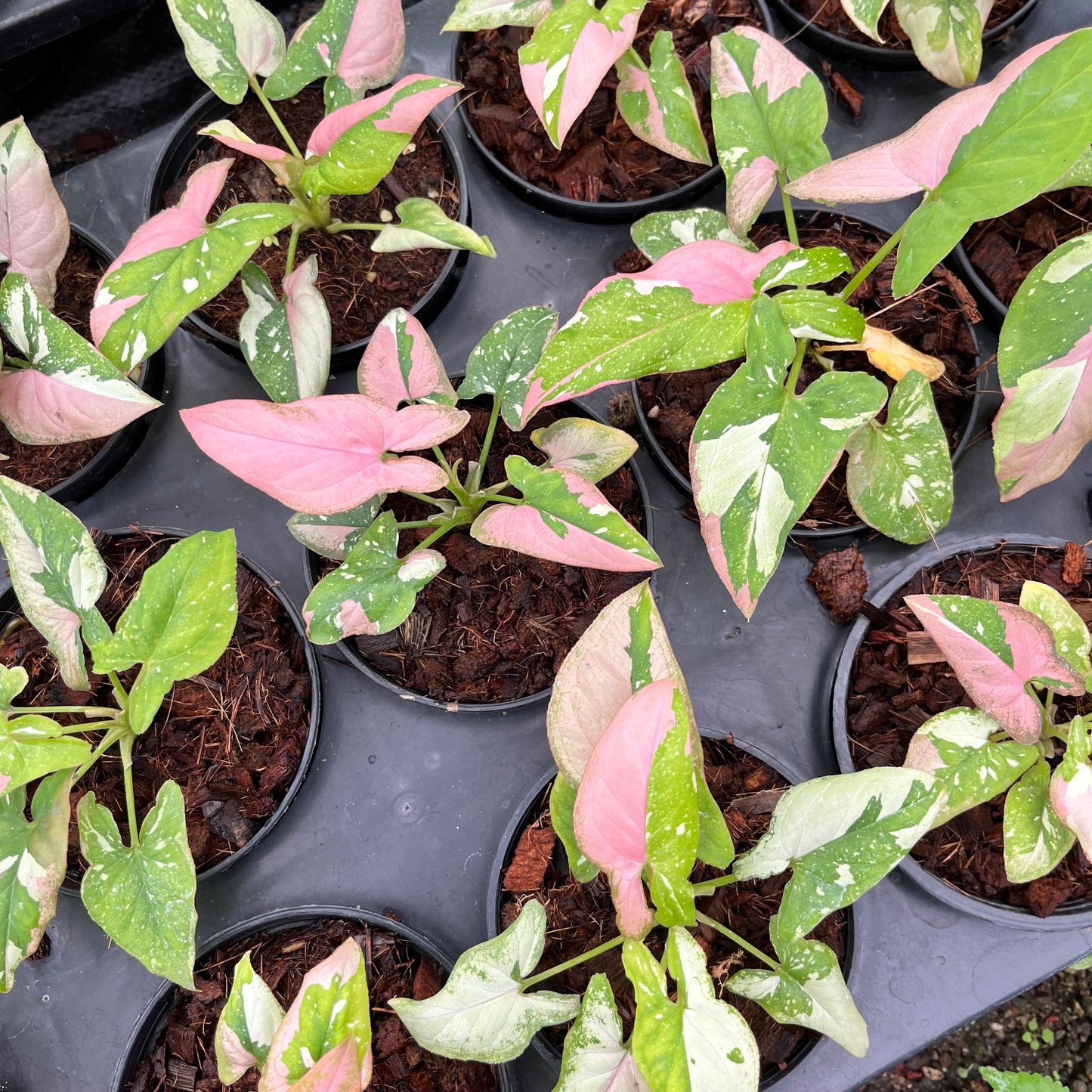 Syngonium Redspot Tricolor