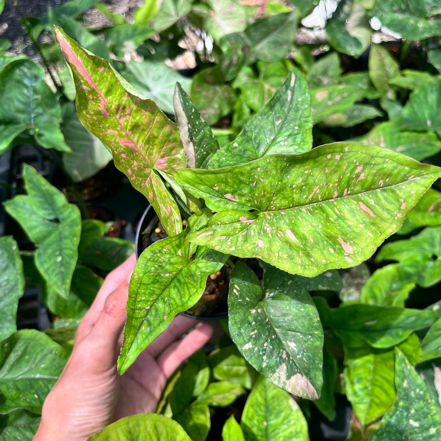 Syngonium Pink Splash Allusion