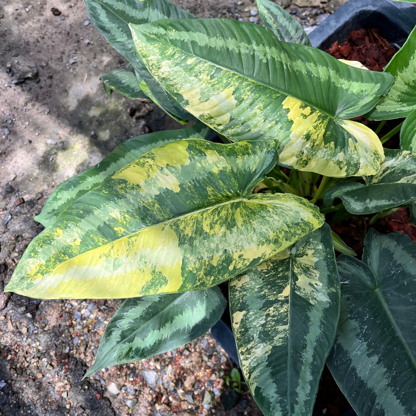 Schismatoglottis Wallichii Variegated