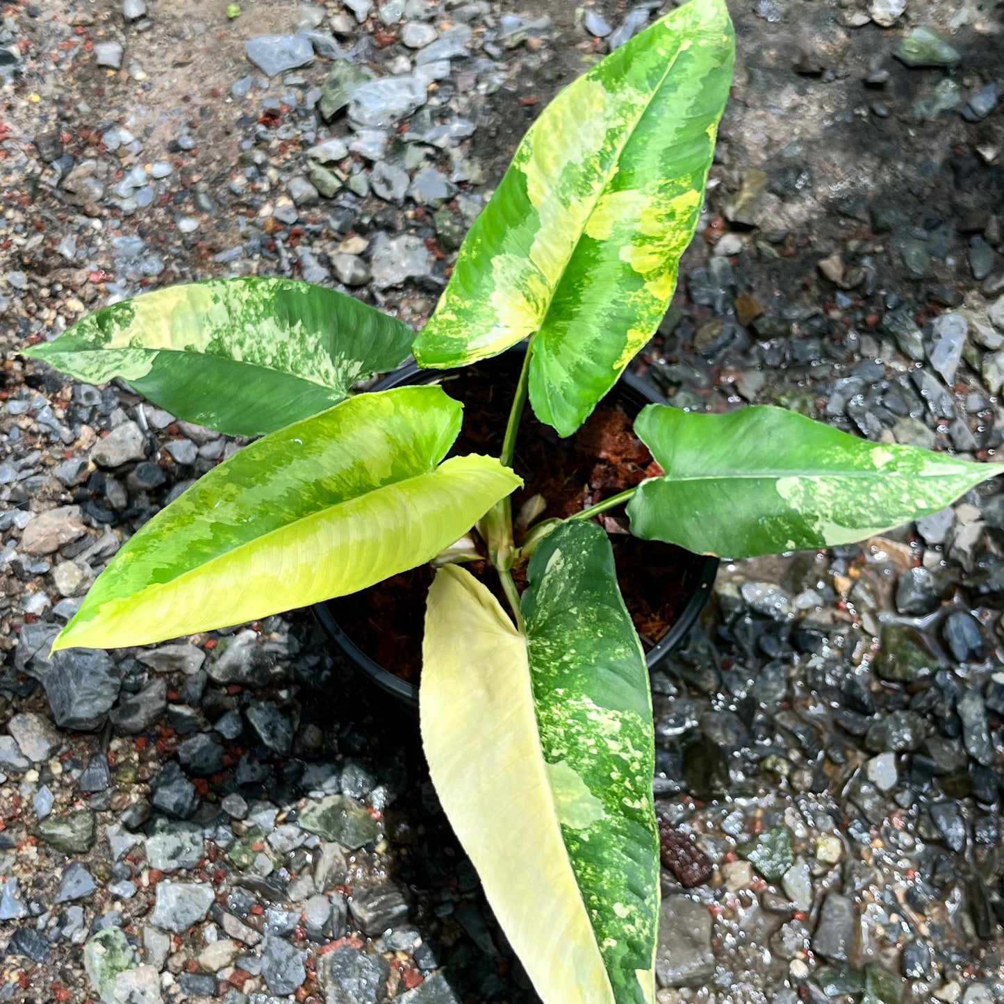 Schismatoglottis Wallichii Variegated