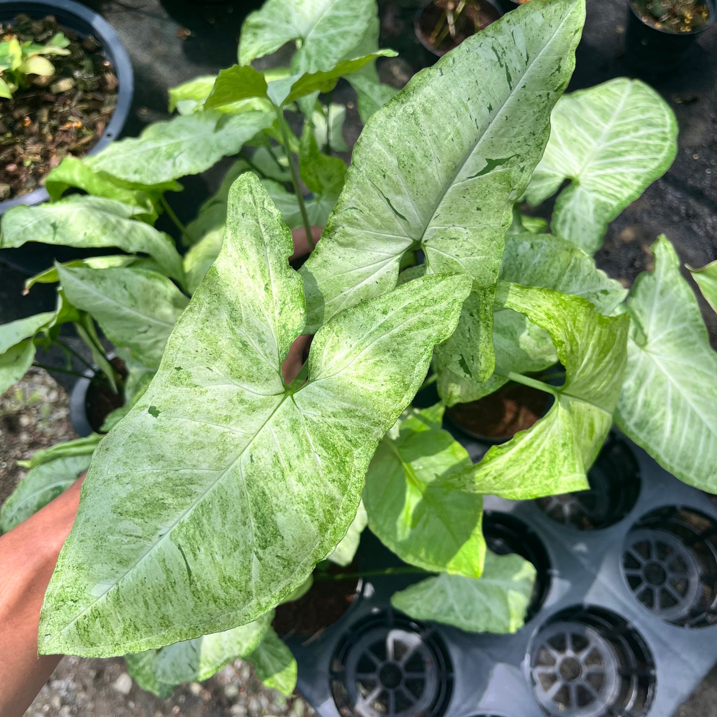 Syngonium Freckles Bulk Sale (10 plants)