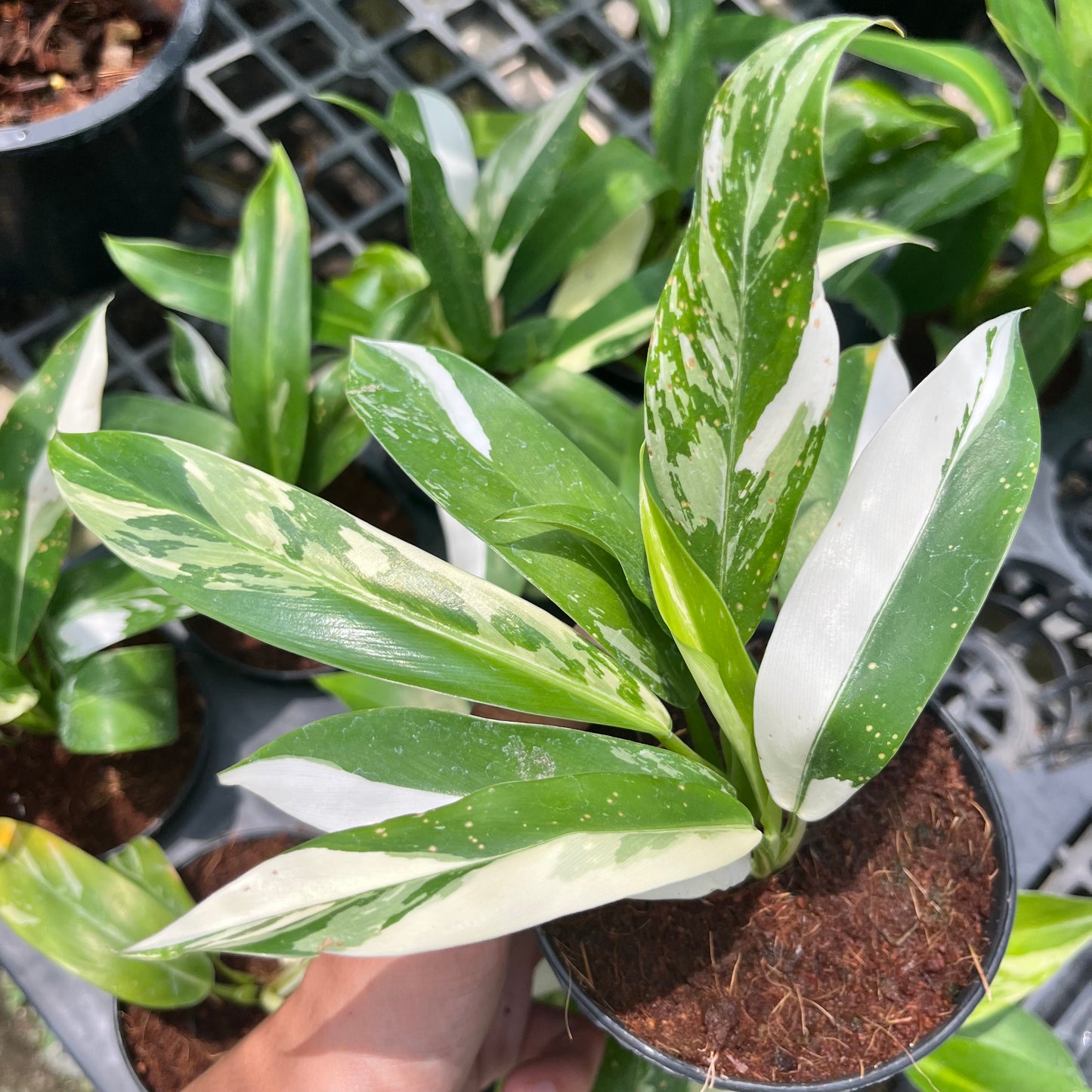 Philodendron Wend-Imbe Variegated