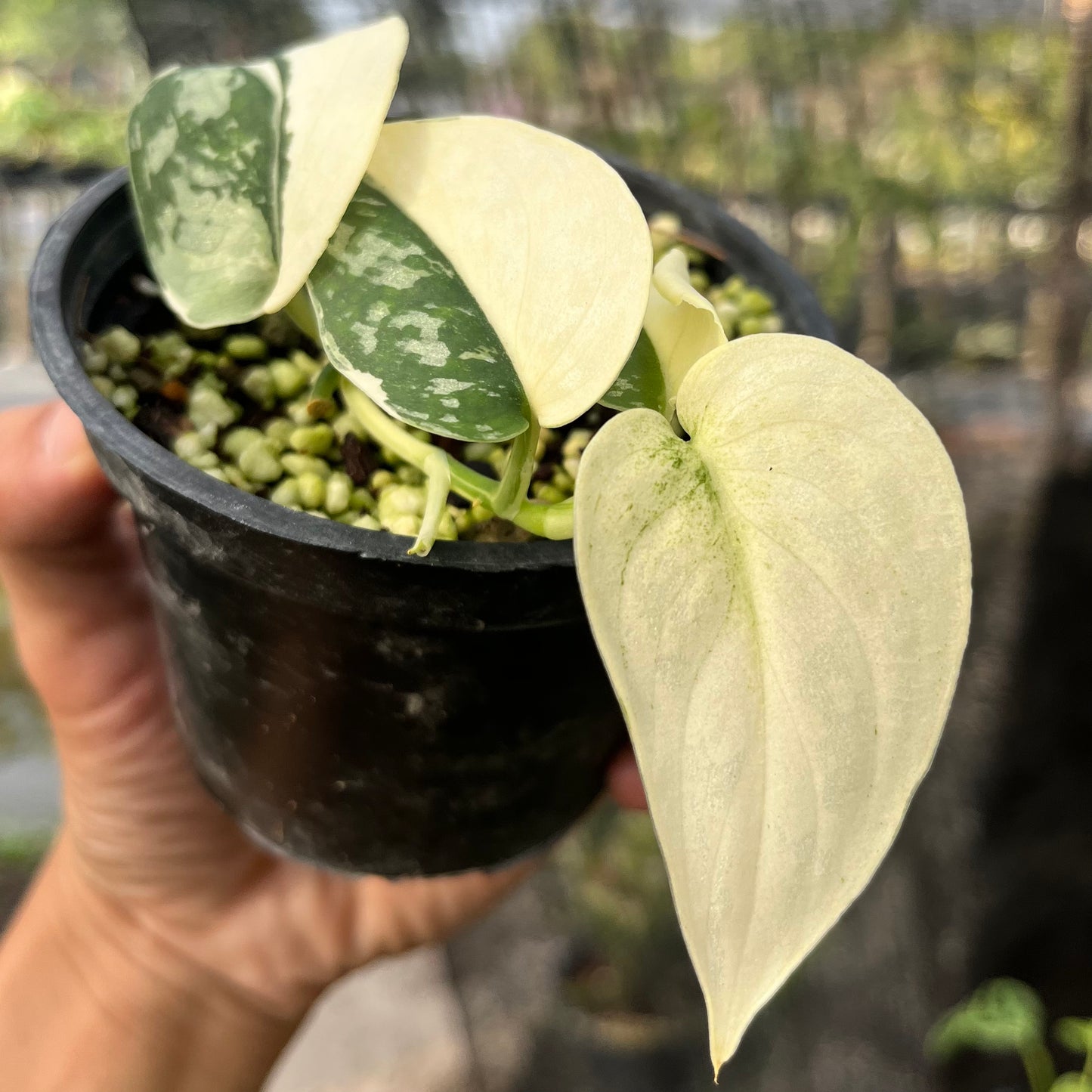 Scindapsus Mayari variegated Bulk Sale (10 plants)