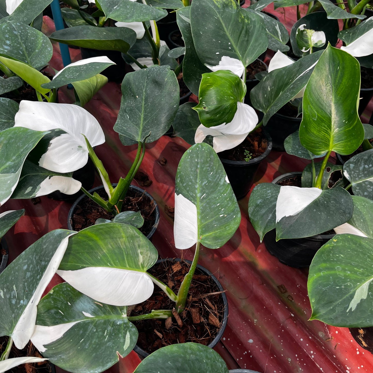 Philodendron White Wizard