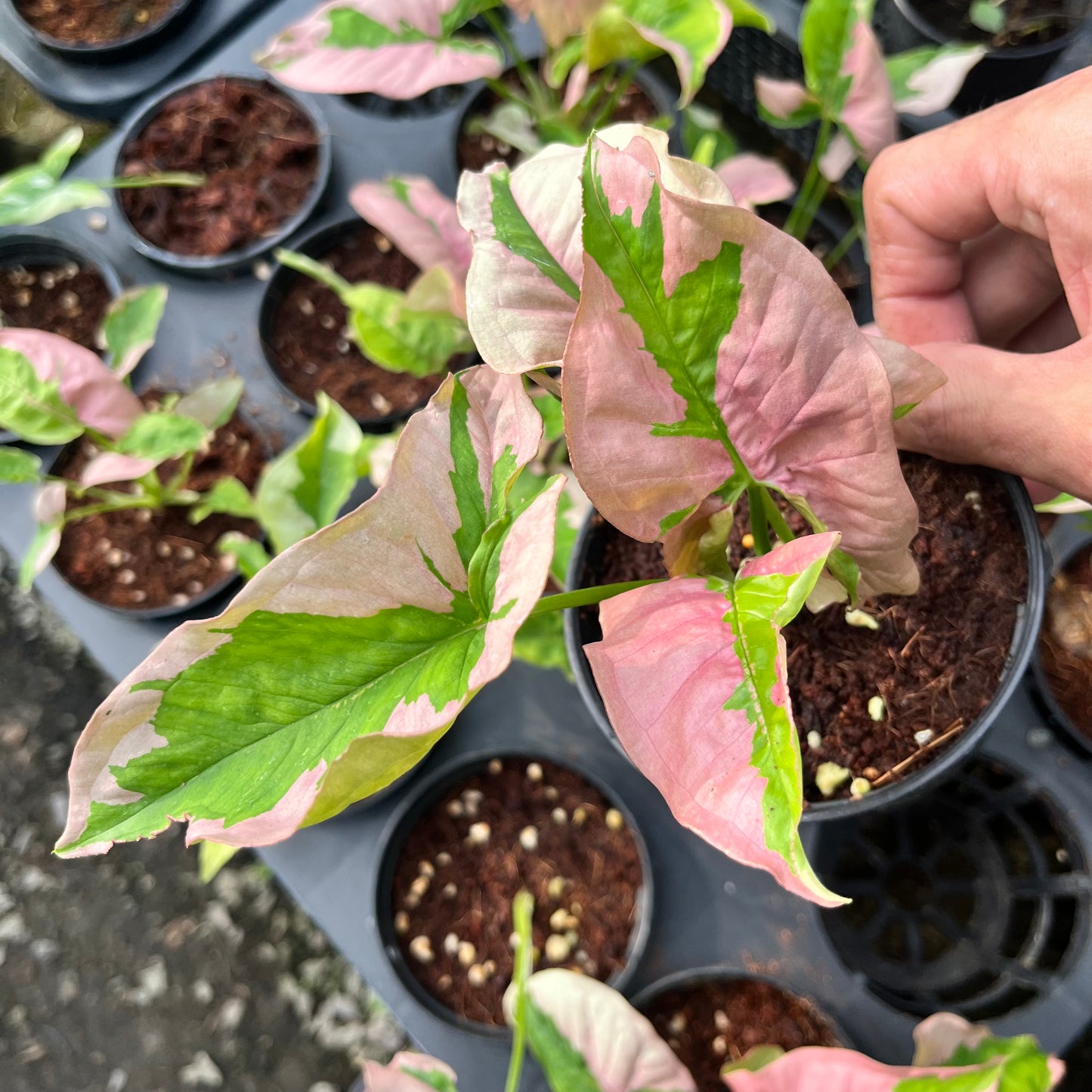 Syngonium Pink Beauty Bulk Sale (10 plants)