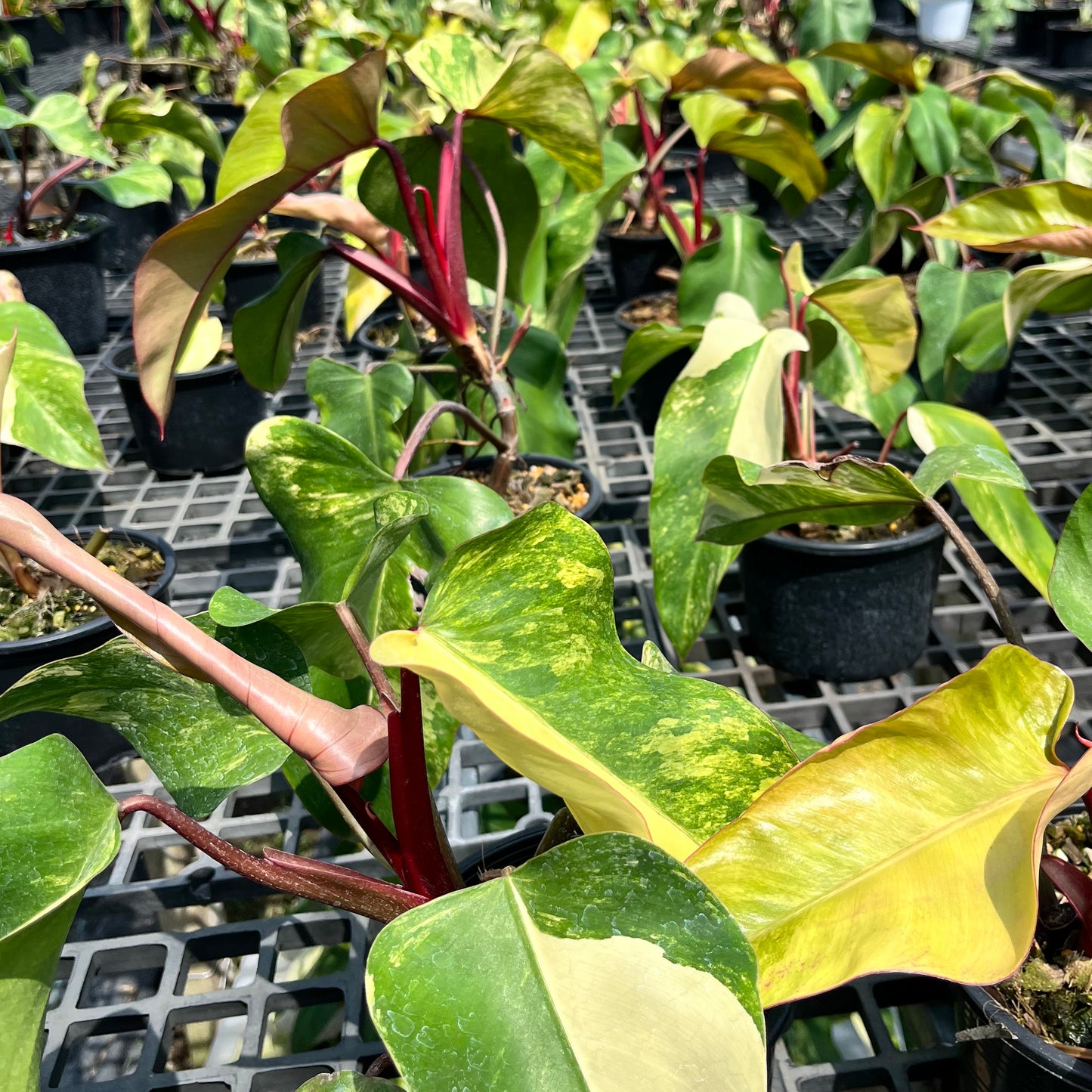 Philodendron Red Emerald Variegated - Strawberry Shake Variegated - Beautiful Rooted Plant