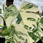 Monstera Borsigiana Albo - Well Rooted - 3/4 Leaves
