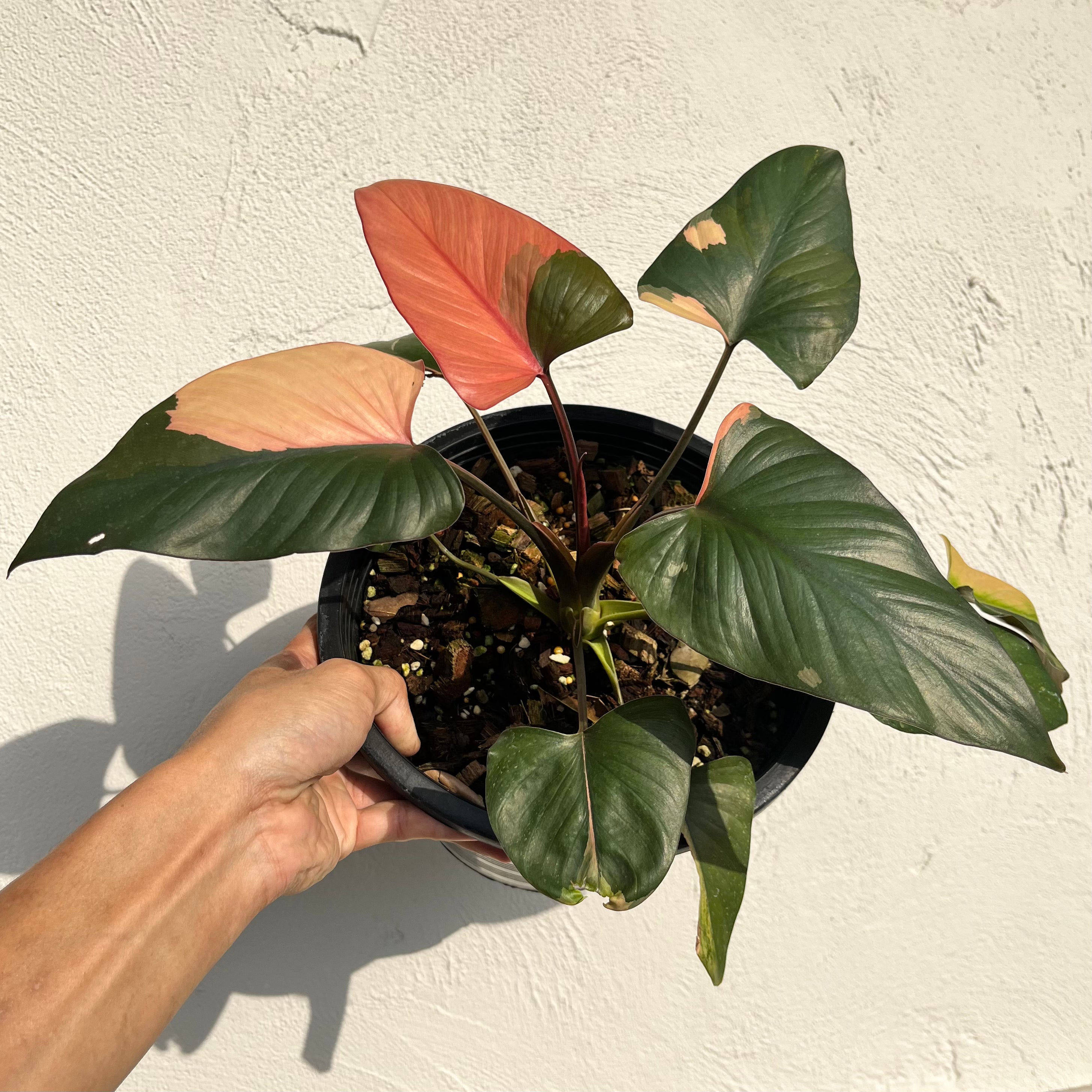 Homalomena cf. Aromatica var. Pink Diamond – Greenroom Planter