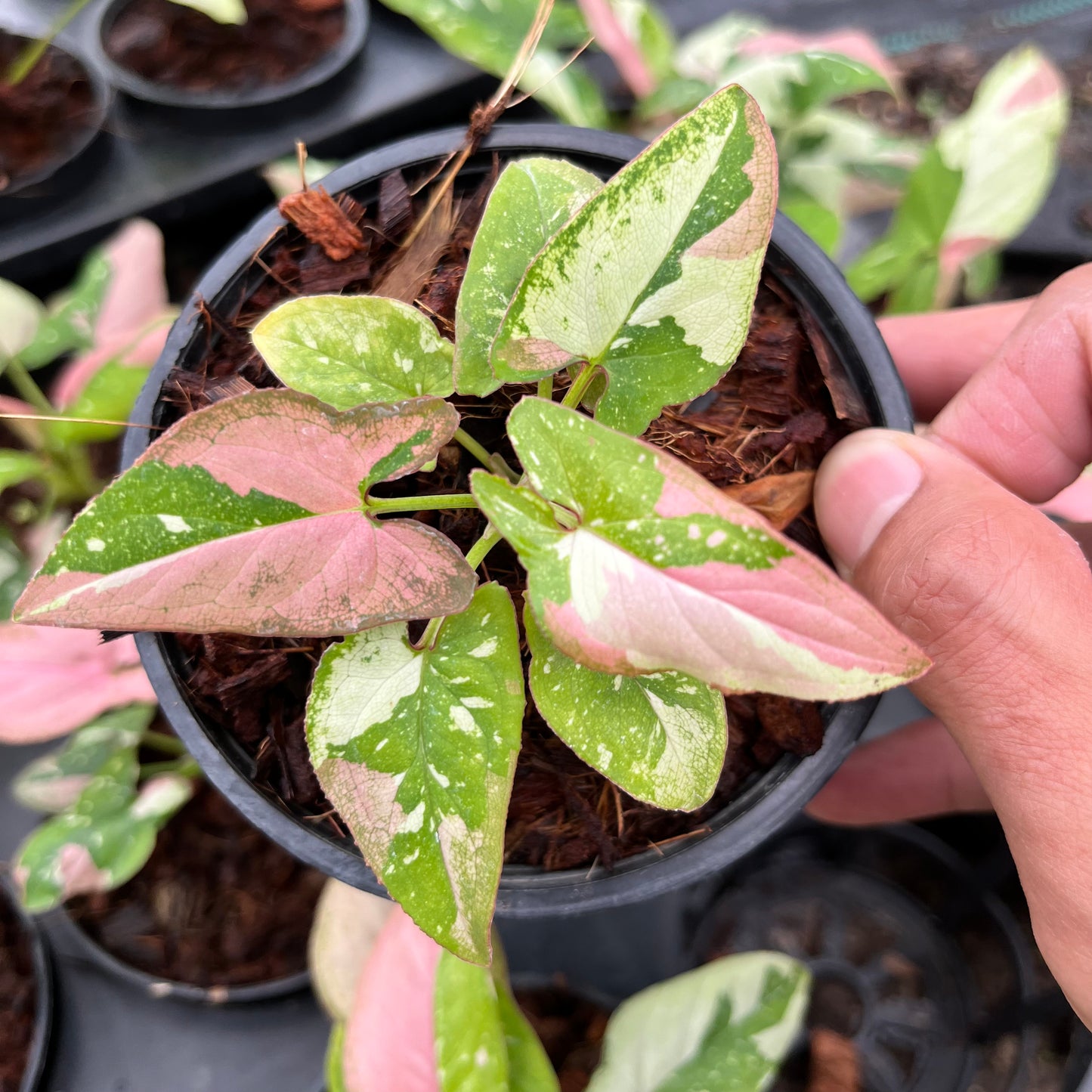 Syngonium Redspot Tricolor